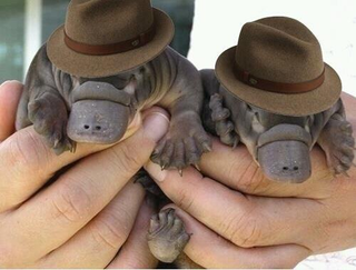Illustration for article titled Bats in Hats